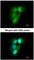 Proteasome 20S alpha 6 antibody, NBP1-33538, Novus Biologicals, Immunofluorescence image 