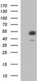 WT1 Associated Protein antibody, TA590388, Origene, Western Blot image 