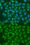 X-Box Binding Protein 1 antibody, GTX32974, GeneTex, Immunofluorescence image 