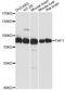 Fas Associated Factor 1 antibody, A2921, ABclonal Technology, Western Blot image 