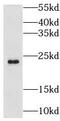 Lysozyme Like 1 antibody, FNab04912, FineTest, Western Blot image 