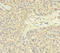 Protein FAM60A antibody, LS-C372206, Lifespan Biosciences, Immunohistochemistry paraffin image 