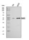 Growth arrest-specific protein 1 antibody, A06815-2, Boster Biological Technology, Western Blot image 