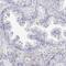 Enolase 4 antibody, PA5-63971, Invitrogen Antibodies, Immunohistochemistry frozen image 
