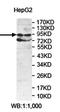 Oxysterol Binding Protein Like 10 antibody, orb78231, Biorbyt, Western Blot image 
