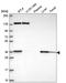 Sterol-C5-Desaturase antibody, HPA070248, Atlas Antibodies, Western Blot image 