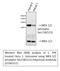 Mitogen-Activated Protein Kinase Kinase 1 antibody, STJ90327, St John