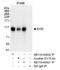 Ecotropic viral integration site 5 protein antibody, NB110-40620, Novus Biologicals, Immunoprecipitation image 