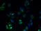 G Protein-Coupled Receptor Class C Group 5 Member B antibody, A59302-100, Epigentek, Immunofluorescence image 