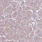 mBD-1 antibody, AMAb90565, Atlas Antibodies, Immunohistochemistry paraffin image 