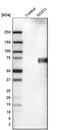 SRY-Box 11 antibody, AMAb90501, Atlas Antibodies, Western Blot image 