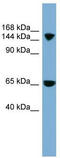 Electrogenic sodium bicarbonate cotransporter 4 antibody, TA333726, Origene, Western Blot image 