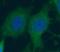 Actin Related Protein 2/3 Complex Subunit 5 Like antibody, FNab00605, FineTest, Immunofluorescence image 