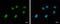 Stromal Antigen 1 antibody, GTX632010, GeneTex, Immunocytochemistry image 