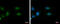 Adenosine Deaminase RNA Specific B1 antibody, GTX114237, GeneTex, Immunocytochemistry image 