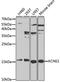 Potassium voltage-gated channel subfamily E member 1 antibody, MBS126434, MyBioSource, Western Blot image 