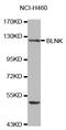 BLNK antibody, STJ111008, St John