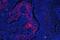 Keratin 18 antibody, A01357-1, Boster Biological Technology, Immunofluorescence image 