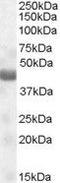 NPR2 Like, GATOR1 Complex Subunit antibody, PA5-18862, Invitrogen Antibodies, Western Blot image 