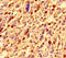 Collagen Type IV Alpha 1 Chain antibody, A55058-100, Epigentek, Immunohistochemistry paraffin image 