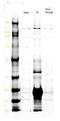Protein Disulfide Isomerase Family A Member 2 antibody, NB100-1921, Novus Biologicals, Immunoprecipitation image 