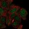 Methyl-CpG Binding Domain Protein 5 antibody, NBP2-54919, Novus Biologicals, Immunocytochemistry image 