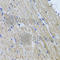 Hyaluronidase-1 antibody, A6623, ABclonal Technology, Immunohistochemistry paraffin image 