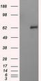 Atrial natriuretic peptide receptor 3 antibody, TA501021, Origene, Western Blot image 