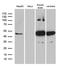 HOMER1 antibody, LS-C792923, Lifespan Biosciences, Western Blot image 