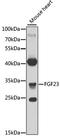 Fibroblast Growth Factor 23 antibody, A6124, ABclonal Technology, Western Blot image 