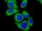 Fibrinogen Gamma Chain antibody, FNab03119, FineTest, Immunofluorescence image 