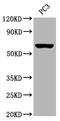 Muscarinic acetylcholine receptor M3 antibody, CSB-RA827961A0HU, Cusabio, Western Blot image 