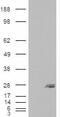 Secretion Associated Ras Related GTPase 1B antibody, GTX88997, GeneTex, Western Blot image 