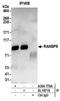 RanBP9 antibody, A304-779A, Bethyl Labs, Immunoprecipitation image 