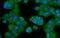 Carbonic anhydrase C antibody, M00143, Boster Biological Technology, Immunofluorescence image 