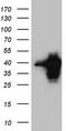 Homeobox protein MOX-1 antibody, TA804765, Origene, Western Blot image 