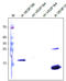 VEGF antibody, DM3521P, Origene, Western Blot image 