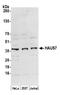 HAUS Augmin Like Complex Subunit 7 antibody, A305-557A, Bethyl Labs, Western Blot image 