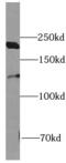 NRSF antibody, FNab07244, FineTest, Western Blot image 