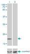 Multiple Coagulation Factor Deficiency 2 antibody, H00090411-M01, Novus Biologicals, Western Blot image 