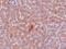 Jhdm2a antibody, A03994-1, Boster Biological Technology, Immunohistochemistry paraffin image 