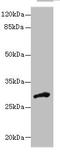 Dehydrogenase/Reductase 12 antibody, orb354579, Biorbyt, Western Blot image 