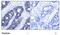 Insulin Receptor Substrate 1 antibody, AP02732PU-N, Origene, Immunohistochemistry frozen image 