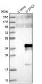 Claudin Domain Containing 1 antibody, NBP1-86790, Novus Biologicals, Western Blot image 