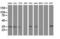 Replication Termination Factor 2 antibody, LS-C172644, Lifespan Biosciences, Western Blot image 