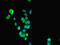 Sep (O-Phosphoserine) TRNA:Sec (Selenocysteine) TRNA Synthase antibody, orb240037, Biorbyt, Immunofluorescence image 