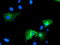 Osm antibody, TA503418, Origene, Immunofluorescence image 