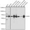 Choline Dehydrogenase antibody, 16-651, ProSci, Western Blot image 