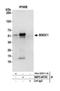 BSD Domain Containing 1 antibody, NBP2-60702, Novus Biologicals, Western Blot image 