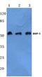 Bone Morphogenetic Protein 5 antibody, PA5-75429, Invitrogen Antibodies, Western Blot image 